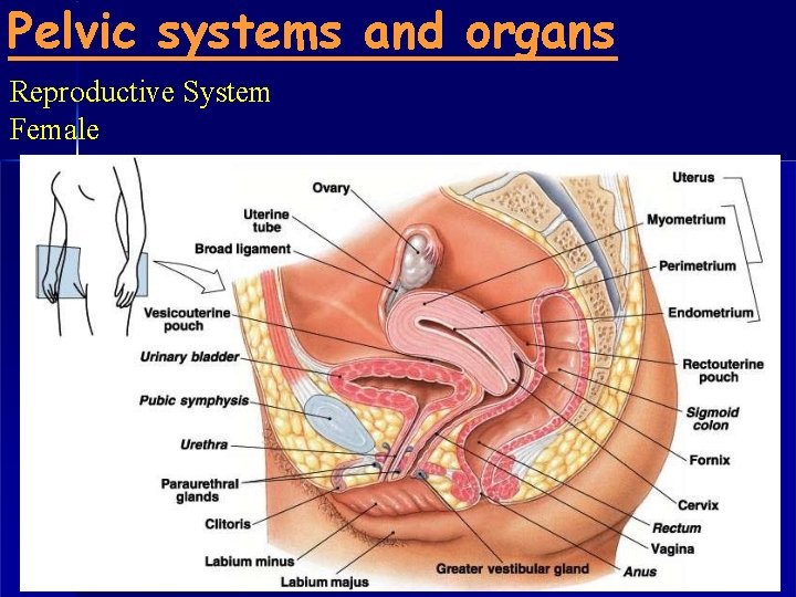 Pelvic systems and organs Reproductive System Female 