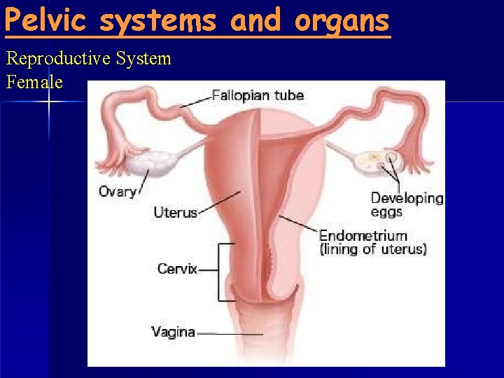 Pelvic systems and organs Reproductive System Female 