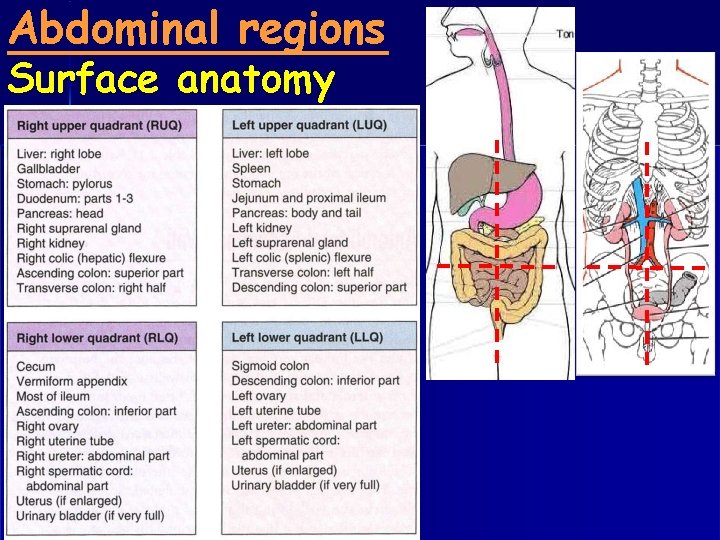 Abdominal regions Surface anatomy 