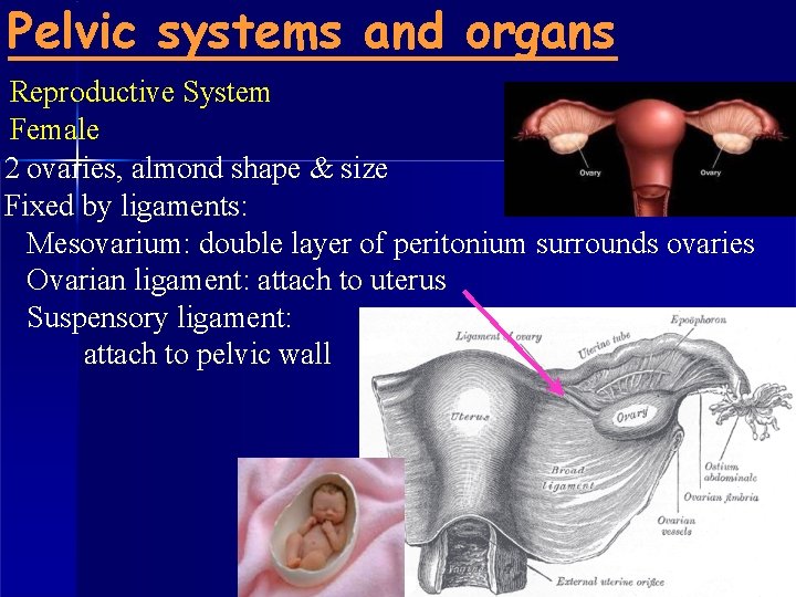 Pelvic systems and organs Reproductive System Female 2 ovaries, almond shape & size Fixed