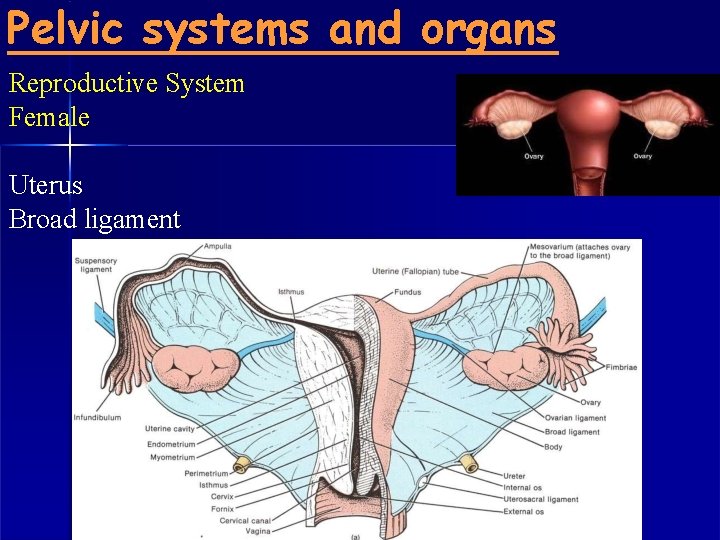 Pelvic systems and organs Reproductive System Female Uterus Broad ligament 