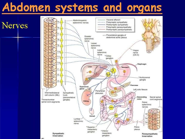 Abdomen systems and organs Nerves 