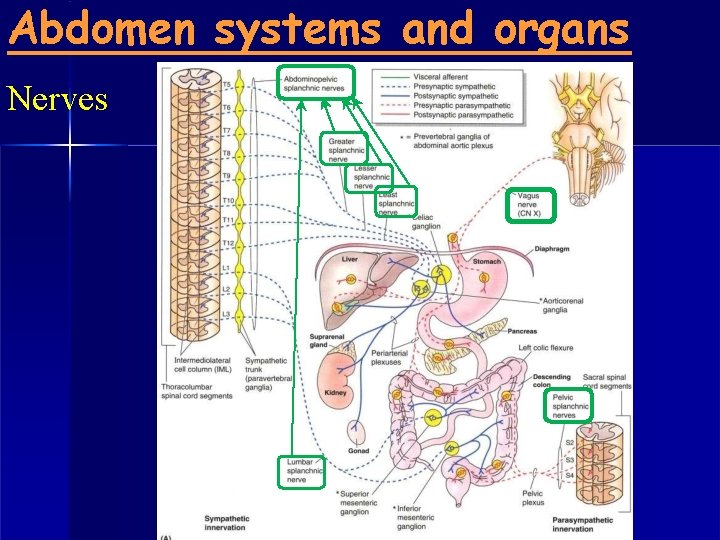 Abdomen systems and organs Nerves 
