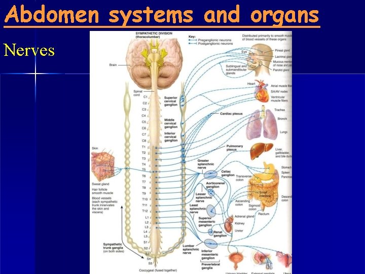 Abdomen systems and organs Nerves 