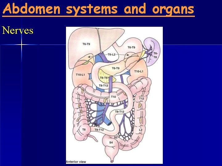 Abdomen systems and organs Nerves 
