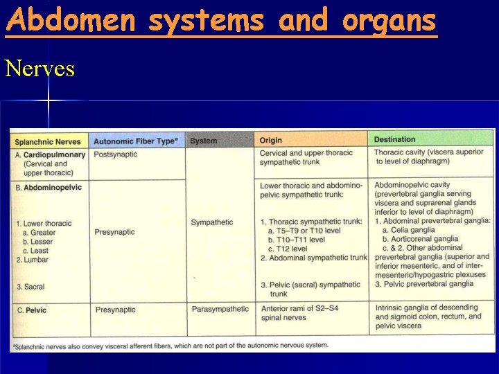 Abdomen systems and organs Nerves 