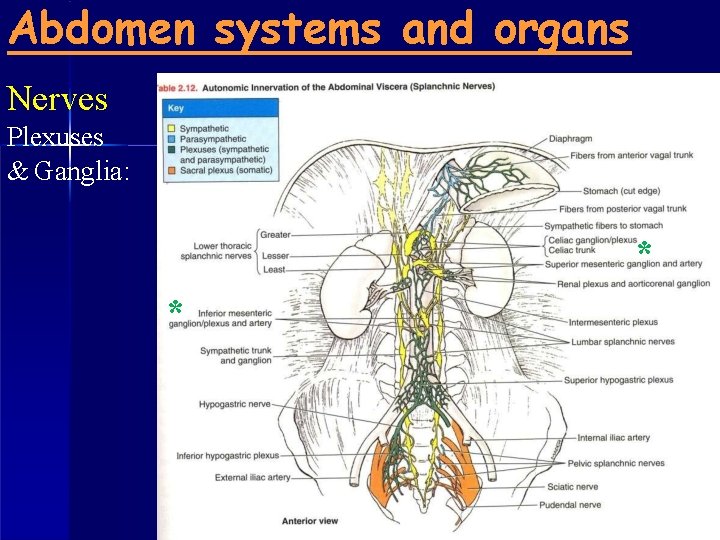 Abdomen systems and organs Nerves Plexuses & Ganglia: * * 