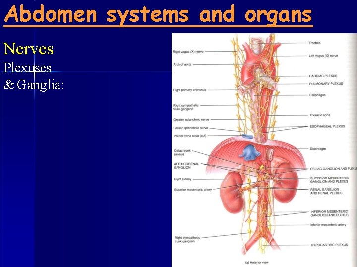 Abdomen systems and organs Nerves Plexuses & Ganglia: 