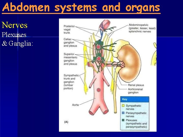 Abdomen systems and organs Nerves Plexuses & Ganglia: 
