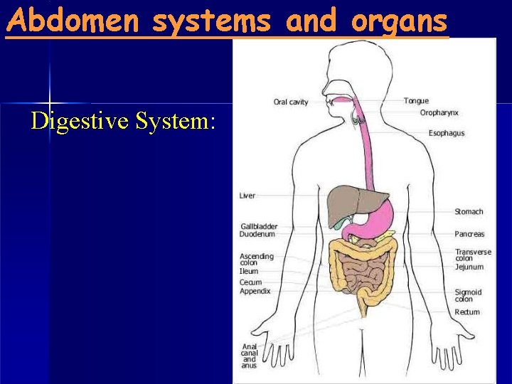 Abdomen systems and organs Digestive System: 