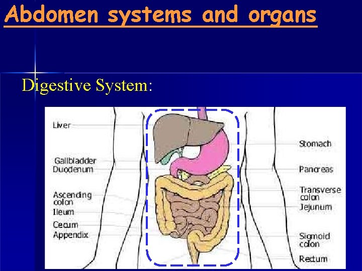 Abdomen systems and organs Digestive System: 
