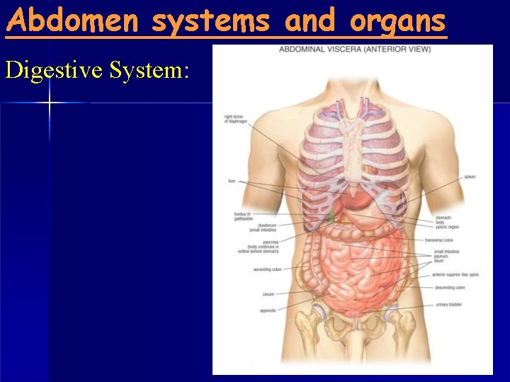 Abdomen systems and organs Digestive System: 
