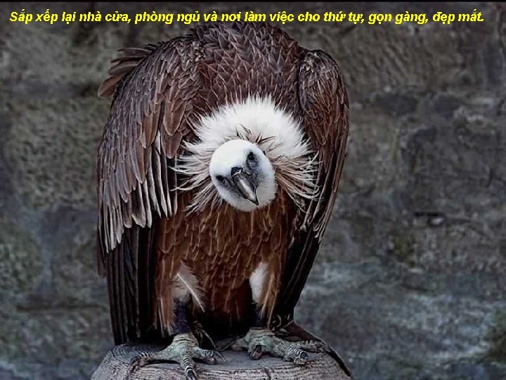 Sắp xếp lại nhà cửa, phòng ngủ và nơi làm việc cho thứ tự,