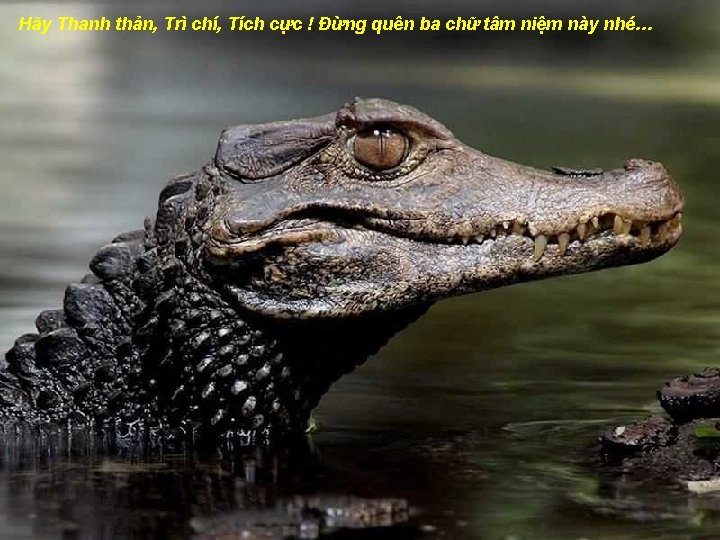 Hãy Thanh thản, Trì chí, Tích cực ! Đừng quên ba chữ tâm niệm