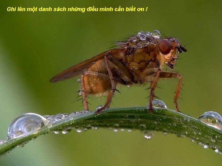 Ghi lên một danh sách những điều mình cần biết ơn ! 
