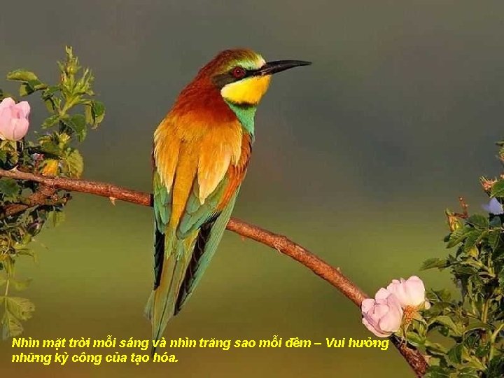 Nhìn mặt trời mỗi sáng và nhìn trăng sao mỗi đêm – Vui hưởng