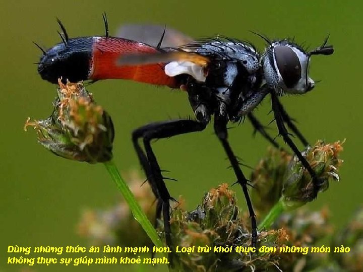 Dùng những thức ăn lành mạnh hơn. Loại trừ khỏi thực đơn những món