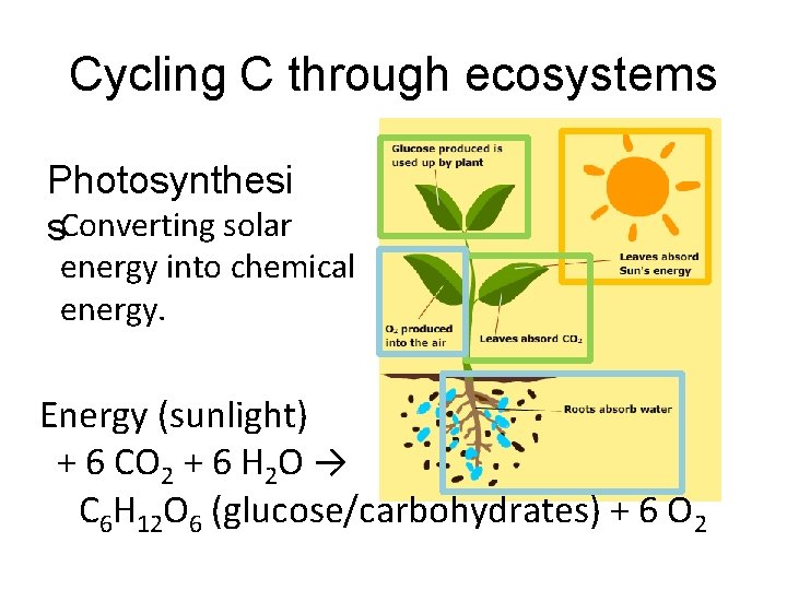 Cycling C through ecosystems Photosynthesi s. Converting solar energy into chemical energy. Energy (sunlight)