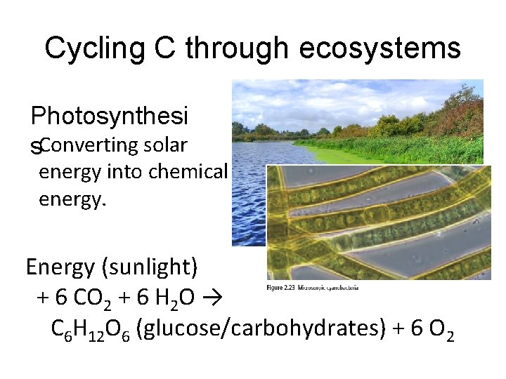 Cycling C through ecosystems Photosynthesi s. Converting solar energy into chemical energy. Energy (sunlight)