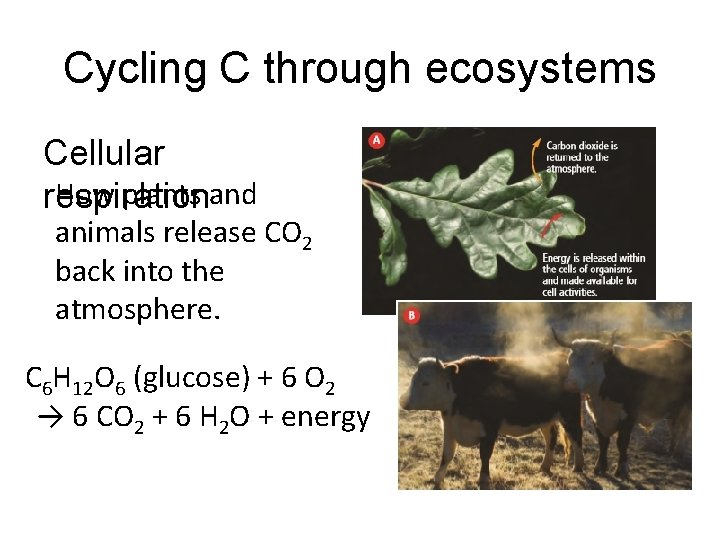 Cycling C through ecosystems Cellular How plants and respiration animals release CO 2 back