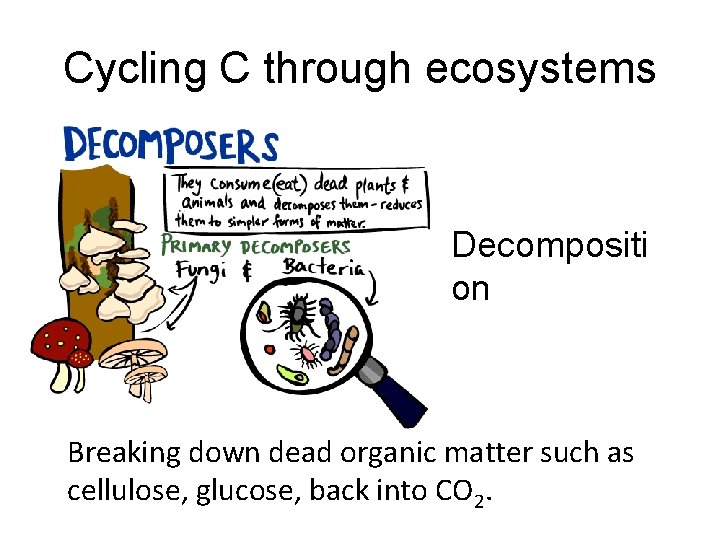 Cycling C through ecosystems Decompositi on Breaking down dead organic matter such as cellulose,