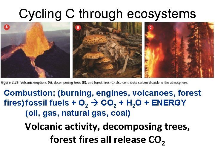 Cycling C through ecosystems Combustion: (burning, engines, volcanoes, forest fires) fossil fuels + O