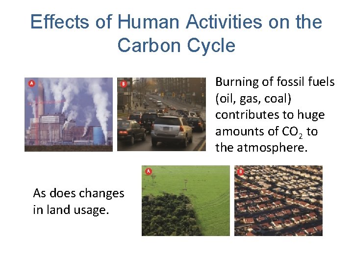 Effects of Human Activities on the Carbon Cycle Burning of fossil fuels (oil, gas,