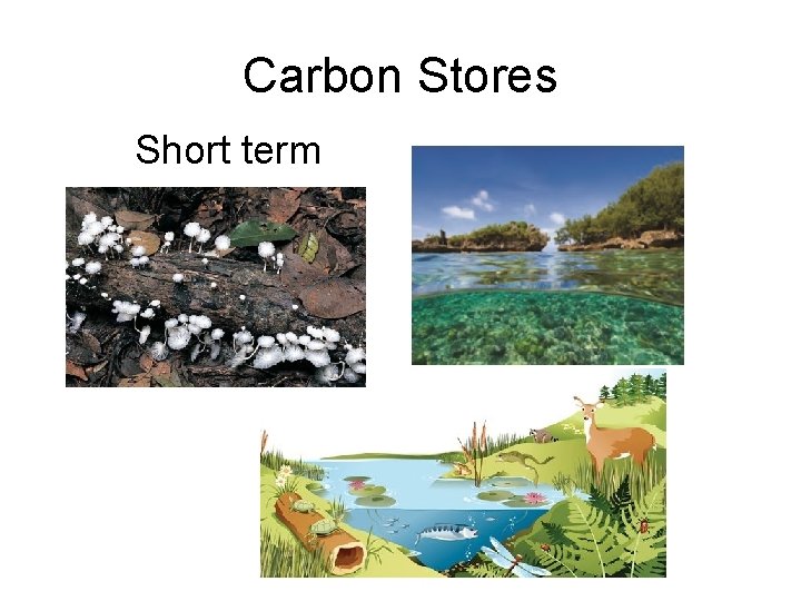 Carbon Stores Short term 