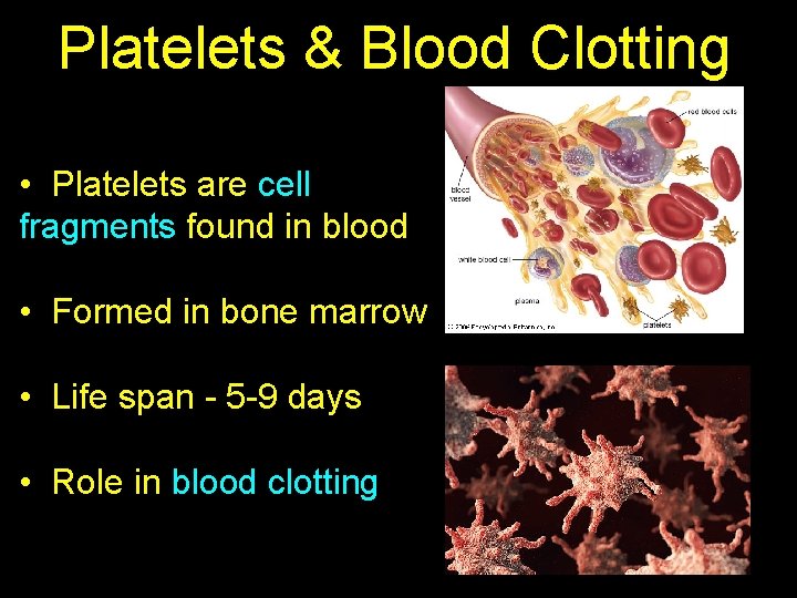 Platelets & Blood Clotting • Platelets are cell fragments found in blood • Formed