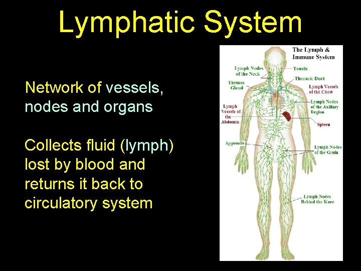 Lymphatic System Network of vessels, nodes and organs Collects fluid (lymph) lost by blood