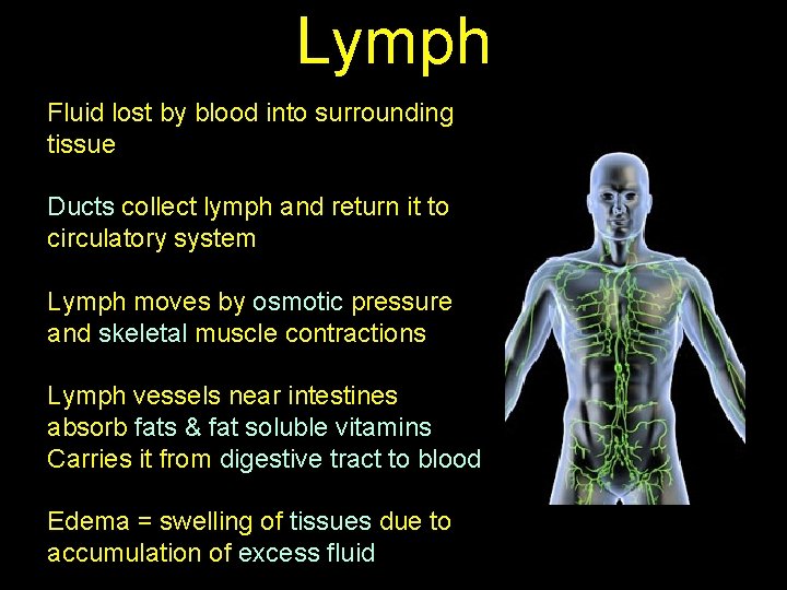 Lymph Fluid lost by blood into surrounding tissue Ducts collect lymph and return it