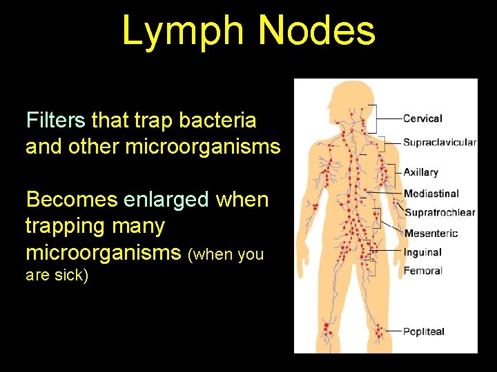 Lymph Nodes Filters that trap bacteria and other microorganisms Becomes enlarged when trapping many