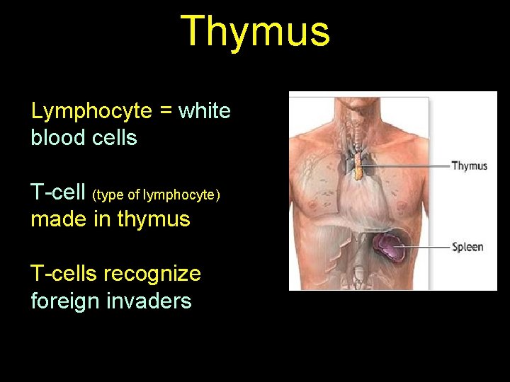 Thymus Lymphocyte = white blood cells T-cell (type of lymphocyte) made in thymus T-cells