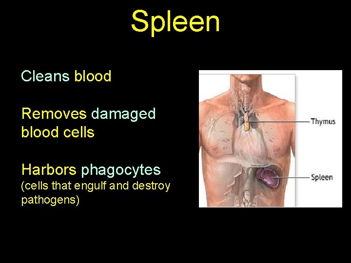 Spleen Cleans blood Removes damaged blood cells Harbors phagocytes (cells that engulf and destroy