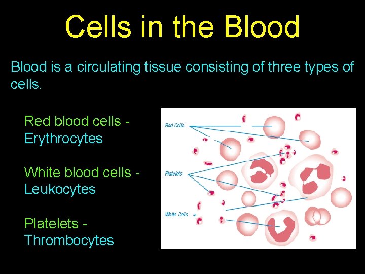 Cells in the Blood is a circulating tissue consisting of three types of cells.