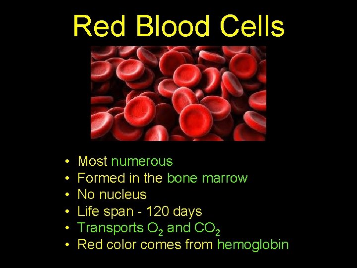 Red Blood Cells • • • Most numerous Formed in the bone marrow No