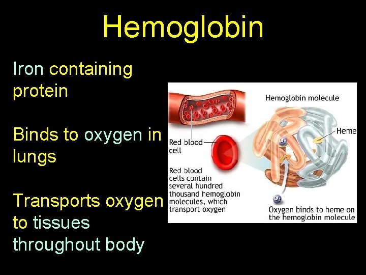 Hemoglobin Iron containing protein Binds to oxygen in lungs Transports oxygen to tissues throughout