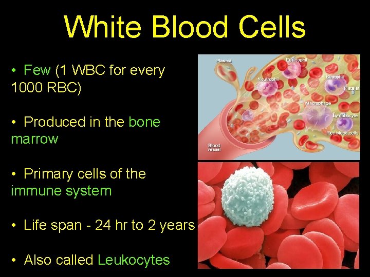 White Blood Cells • Few (1 WBC for every 1000 RBC) • Produced in