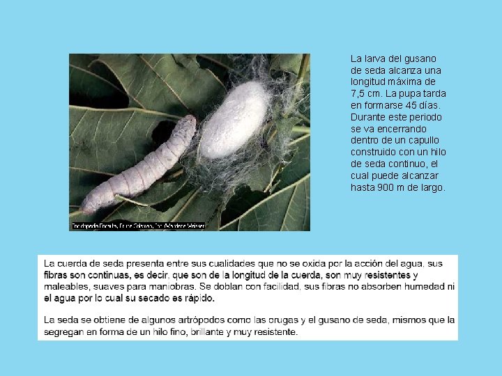 La larva del gusano de seda alcanza una longitud máxima de 7, 5 cm.