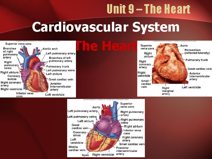 Unit 9 – The Heart Cardiovascular System The Heart 