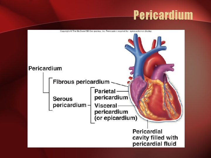 Pericardium 