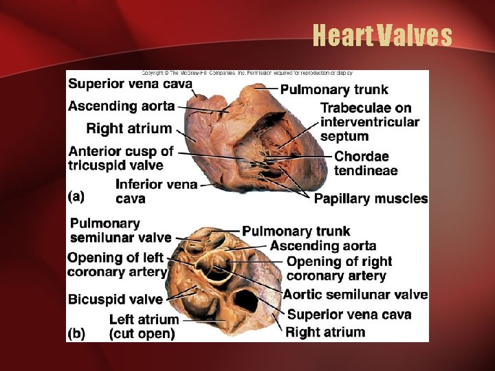 Heart Valves 