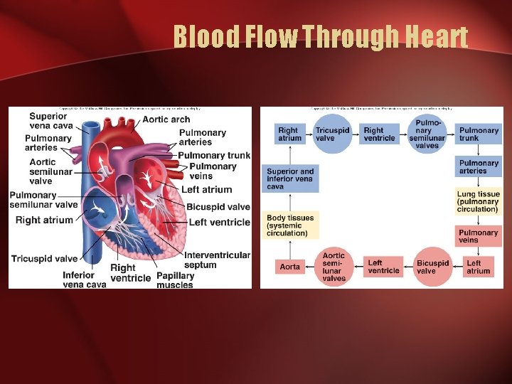 Blood Flow Through Heart 