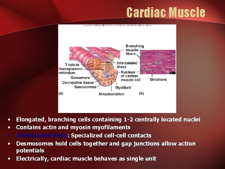 Cardiac Muscle • • • Elongated, branching cells containing 1 -2 centrally located nuclei