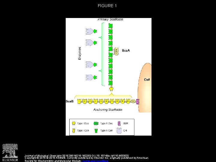 FIGURE 1 Journal of Biological Chemistry 2015 29016215 -16225 DOI: (10. 1074/jbc. M 115.
