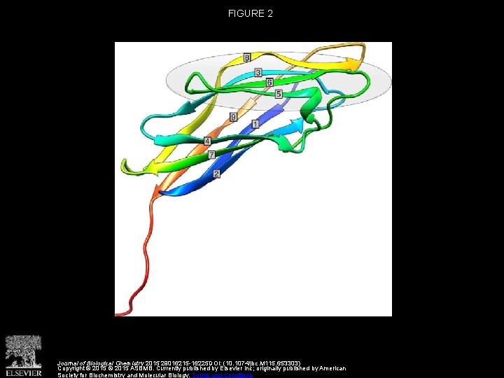 FIGURE 2 Journal of Biological Chemistry 2015 29016215 -16225 DOI: (10. 1074/jbc. M 115.