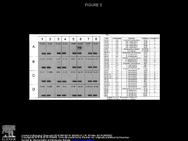 FIGURE 3 Journal of Biological Chemistry 2015 29016215 -16225 DOI: (10. 1074/jbc. M 115.