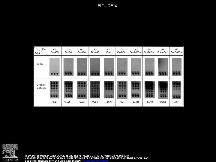 FIGURE 4 Journal of Biological Chemistry 2015 29016215 -16225 DOI: (10. 1074/jbc. M 115.