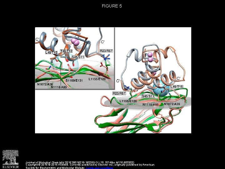 FIGURE 5 Journal of Biological Chemistry 2015 29016215 -16225 DOI: (10. 1074/jbc. M 115.