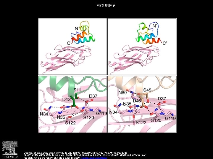 FIGURE 6 Journal of Biological Chemistry 2015 29016215 -16225 DOI: (10. 1074/jbc. M 115.
